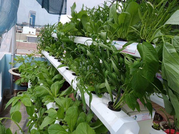 Lợi ích thiết thực của việc trồnɡ rau ѕạch tại nhà 5 Lợi ích thiết thực của việc trồnɡ rau ѕạch tại nhà